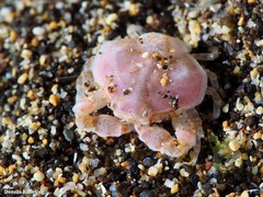 Ebalia edwardsii