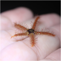 Ophiothrix spiculata image
