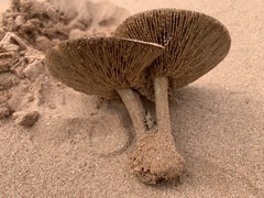 Melanoleuca cinereifolia