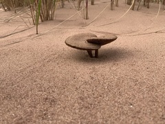 Melanoleuca cinereifolia