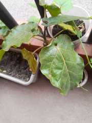 Magnoliopsida