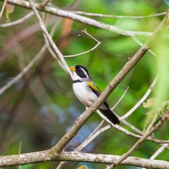 Arremon flavirostris