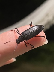 Stenochiini
