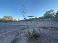 Panicum antidotale