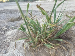 Panicum antidotale