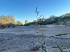 Panicum antidotale