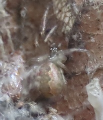 Anelosimus studiosus