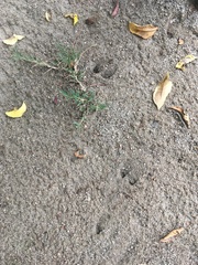 Odocoileus hemionus californicus