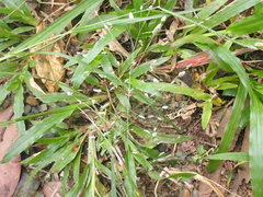 Eragrostis unioloides