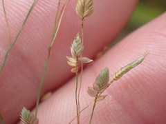 Eragrostis unioloides