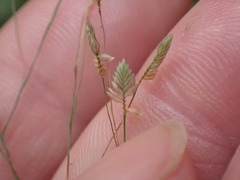 Eragrostis unioloides