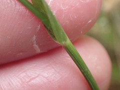 Eragrostis unioloides