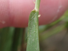 Eragrostis unioloides