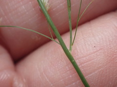 Eragrostis unioloides