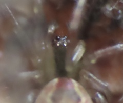 Anelosimus studiosus