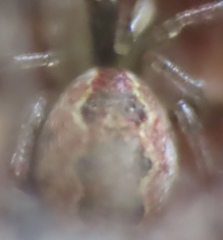 Anelosimus studiosus