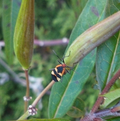Oncopeltus fasciatus