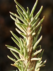 Distichlis littoralis