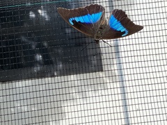 Archaeoprepona demophon