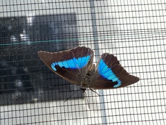 Archaeoprepona demophon