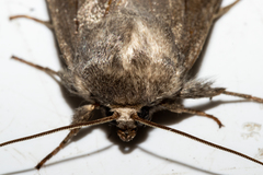 Ichneutica nullifera