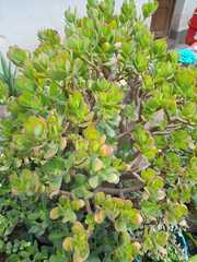 Crassula ovata