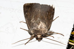 Ichneutica nullifera