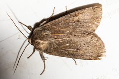 Ichneutica nullifera