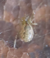 Anelosimus studiosus