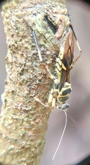 Inara flavopicta