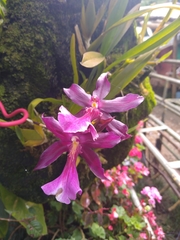 Miltonia