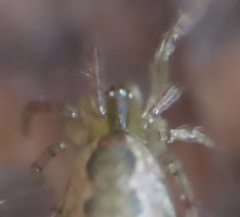 Anelosimus studiosus