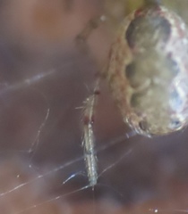 Anelosimus studiosus