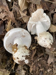 Amanita murrilliana