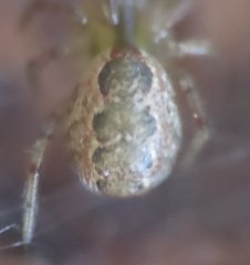 Anelosimus studiosus
