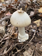 Amanita murrilliana