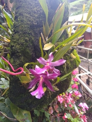 Miltonia