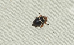 Bathyllus albicinctus