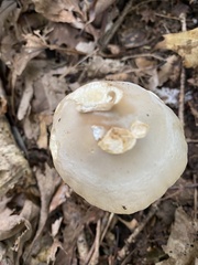 Amanita murrilliana