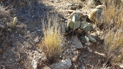 Menodora scabra glabrescens