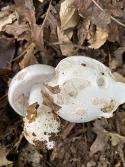 Amanita murrilliana