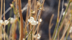 Menodora scabra glabrescens