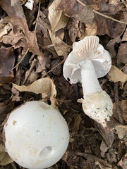 Amanita murrilliana