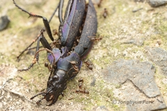 Carabus jankowskii