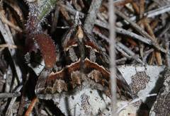 Dichromodes cirrhoplaca