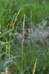 Sphenopholis obtusata