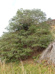 Rauvolfia sumatrana