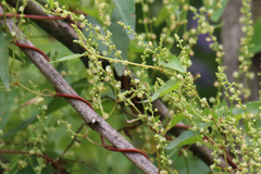 Muehlenbeckia gracillima
