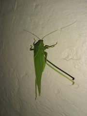 Microcentrum marginatum