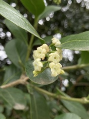 Citharexylum mirifolium